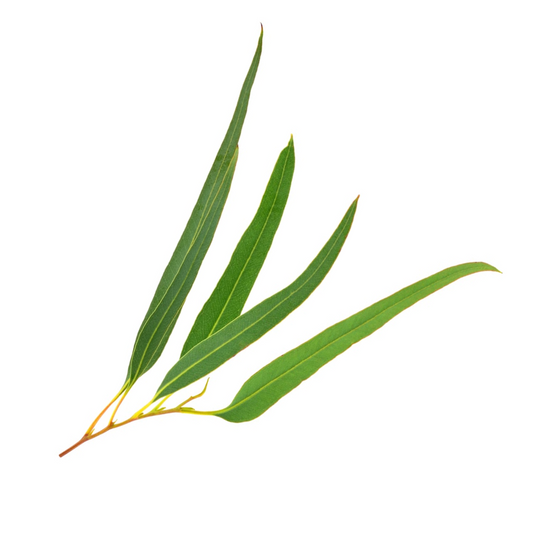 Etherische tea tree olie