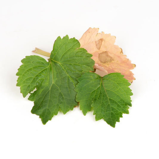 Patchouli etherische olie