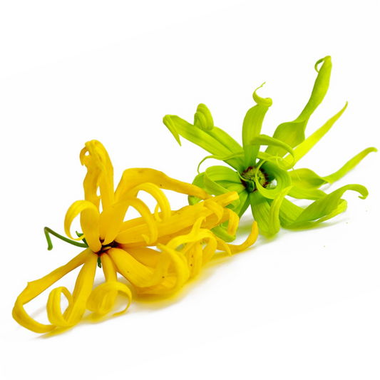 Ylang ylang etherische olie